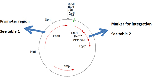 Fig. 2 Schematic map of plasmid pHIPZ4