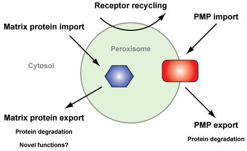 Figure 1. Peroxisomal protein transport pathways. Schematic depicting the different transport events for both peroxisomal membrane (red) and matrix (blue) proteins. Known and putative functions of the export pathway are shown. For further reading, see (Williams 2014).