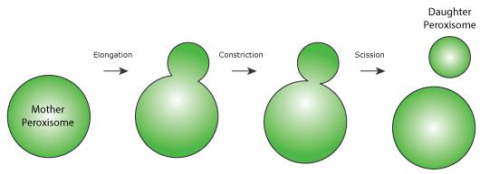 Figure 1. Schematic representation of the peroxisomal fission process. For further reading, see (Schrader et al., 2015).