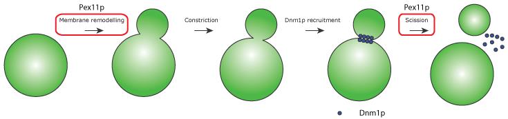 Figure 2. Pex11p, the master regulator of peroxisomal fission. Pex11p not only initiates the fission process, by remodelling the peroxisomal membrane, it also acts as GTPase activating protein (GAP) for DLPs in the final step of peroxisomal fission.