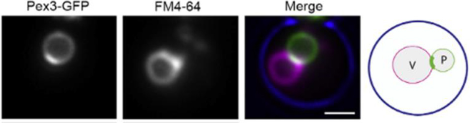 Figure 1: Pex3 accumulates in patches at the membrane contact site between peroxisomes and vacuoles. Pex3 is fused with GFP. The vacuole dye FM4-64 is used for the visualization of the vacuolar membrane by fluorescence microscopy.