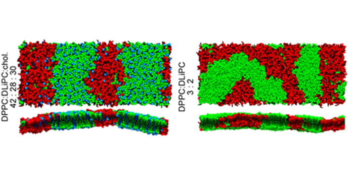 Lipid rafts