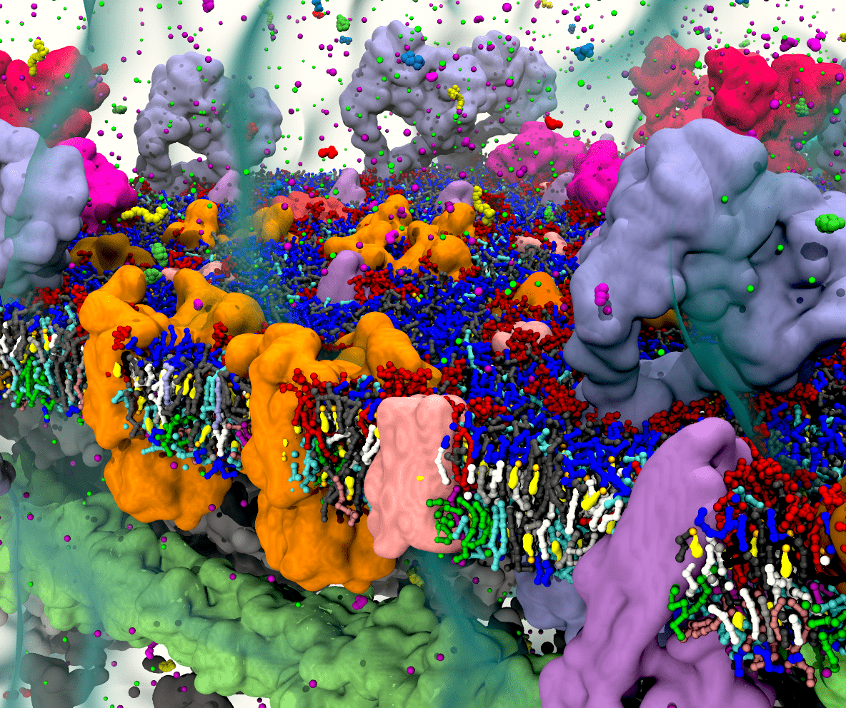 Complex Membrane (copyright ACS)