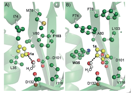 CASCO design of a pair of enantiocomplementary epoxide hydrolases for the enantioselective transformation of cyclopentene oxide (1a) to yield either (R,R)- or (S,S)-cyclopentane-1,2-diol. Predicted structures of the active sites of limonene epoxide hydrolase variants pro-RR-8 (A) and pro-SS-16 (B). The docked substrate 1a is shown in yellow. The water molecule performing the nucleophilic attack is also shown. Residues that were introduced to prevent substrate binding in the undesired pose are labeled in bold.