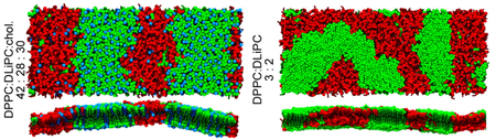 Examples of liquid-ordered/liquid-disordered and solid-ordered/liquid-disordered domain formation in Dry Martini bilayers, from [10].