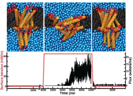 Reversible gating of MscL using the Martini CG model [4]. An MscL channel is embedded in a bilayer and equilibrated (left). Surface tension is applied to the bilayer and as the channel opens, e.i. water permeates through the channel (middle). When the surface tension is removed the channel recloses (right).