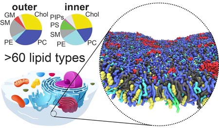 An idealized mammalian plasma membrane composed of 63 different lipids types. The overall headgroup composition is shown for the outer and inner leaflet together with a snapshot of the outer leaflet. Figure from [1].