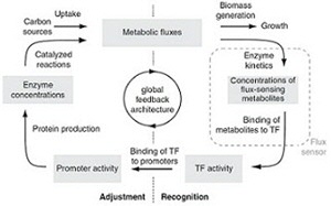 Figure A: Flux sensing mechanisms are integrated in global feedback loops