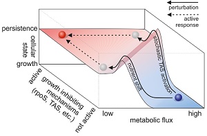 Figure B: determine whether cells enter persistence