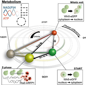 Figure C: control cell cycle progression