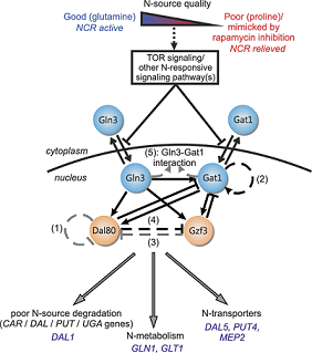 Figure A: Identification of genetic interactions in the yeast GATA-factor network from dynamic gene expression data using Bayesian model selection [1]