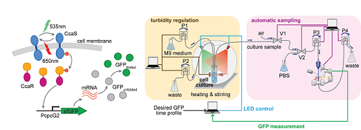 Figure B: Optogenetic feedback control of protein expression and cell growth [8]