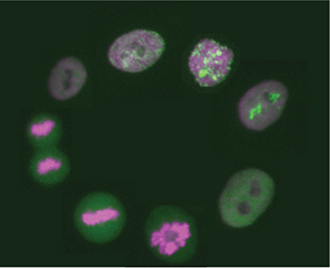 Figure 1: MCF10A cells undergoing cell division. Chromosomes are labeled in magenta (Histone H2B), a component of the replication fork is labeled in green (PCNA).