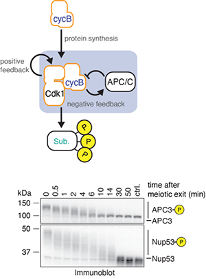 Figure 2: (Upper panel) Schematic depiction of some of the key regulators of cell cycle progression and their complex interactions that result in the phosphorylation and dephosphorylation of hundreds of proteins during mitosis. (Lower panel) Many mitotic proteins including APC3 (a subunit of the APC/C) and Nup53 (a nuclear pore complex component) are heavily phosphorylated during mitosis and meiosis.