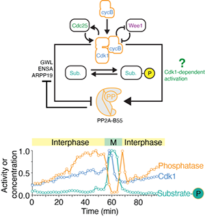 Figure 3: (Upper panel) Depiction of the regulation of PP2A-B55 by Cdk1 through double negative feedback via GWL/ENSA/ARPP19 and an uncharacterized Cdk1-dependent activation mechanism. (Lower panel) Time course of enzymatic activities of Cdk1 and PP2A-B55 and protein phosphorylation level of a mitotic substrate (Nup53) in a cycling frog egg extract. Note that PP2A-B55 (orange) activity first increases before then decreasing during mitosis.