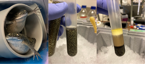 Figure 4: We are using cytoplasmic egg extract derived from the unfertilized eggs of the African clawed frog (Xenopus laevis) as a powerful biochemical system to study the cell cycle. Amazingly, these extracts retain the capacity to undergo several cell cycles ex vivo including most biochemical and morphological changes (e.g., chromosome condensation). Therefore, the frog egg extract constitutes a unique system to study enzymatic regulation, posttranslational modifications and protein-protein interactions and their impact on cell cycle progression.