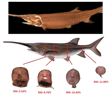 Composite picture of Paddlefish (Polyodon spatula) anatomy with regard to swimming muscles with resp. a CT scan showing the myotomes, and a cross-section showing the amount of Red Muscle fibres.