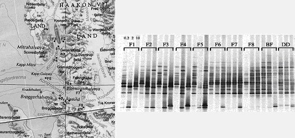 Left: Map of Kongs- and Krossfjord, sampling locations are F1-F8. Right panel. 18S DGGE of the Kross- Kongsfjorden samples (Krossfjord samples: F1-F4; Kongsfjord samples: F6-F8, BF, DD; Open Sea intersection site Kross- Kongsfjord: F5). Each sample was fractionated in three size fractions: 200-10µm; 10-2 µm; 2-0.2 µm