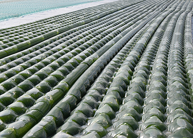 Close-up of the culturing system - photo by Omega Green