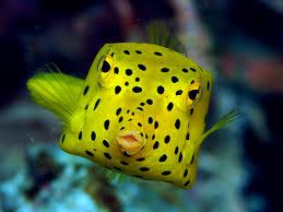 Yellow Boxfish (Ostracion cubicus) as used in our research.
