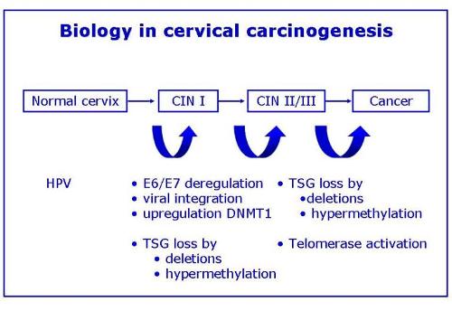 Cervical Carcinogenesis