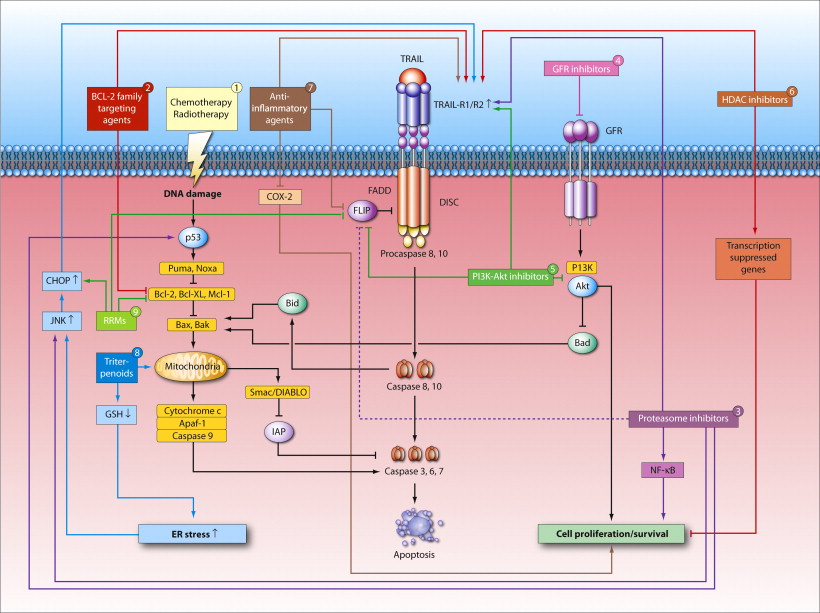 Trail targeted therapies