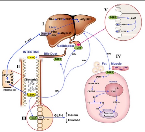 BA homeostasis review 2021