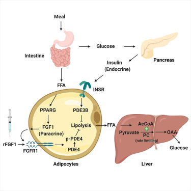 Cell Metabolism