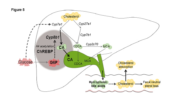 G6p-CHREBP-BA-axis