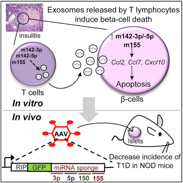 Cell Metabolism 2018