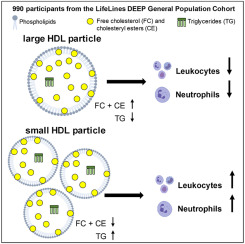 Large HDL