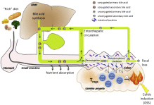 Cell Metab 2020