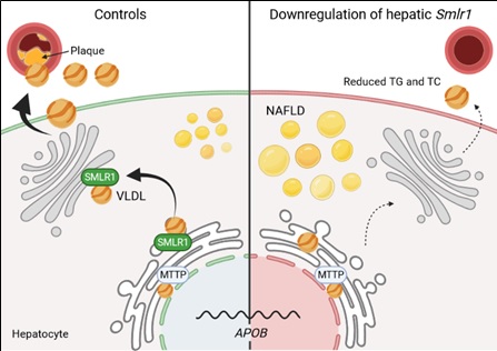 Hepatology 2022