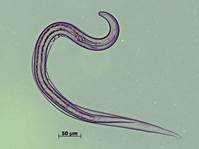 Hookworm