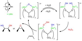 cis-Dihydroxylation and epoxidation of alkenes with hydrogen peroxide catalysed by Manganese complexes