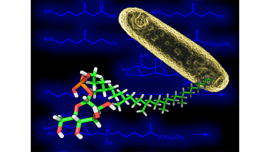 Minnaard lipidomics