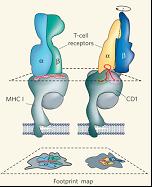 TCR binding to peptide-MHC and glycolipid-CD1. DB