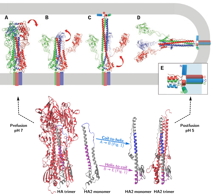 Figure 1: Proposed fusion mechanism and crystallographic structures of HA. (A) dissociation of HA1; (B) coil-to-helix transition of the B-loop towards (C) an extended intermediate which collapses through a helix-to-coil transition, followed (D, E) by zipping up of the trimer causing hemifusion and pore formation (adapted from Harrison, Nat. Struct. Mol. Biol., 2008).