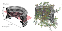 Nuclear Pore