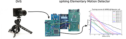 Spiking Insect Vision