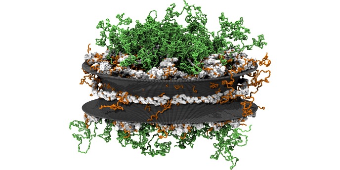 Molecular dynamics model of the   nuclear pore complex at amino-        acid resolution