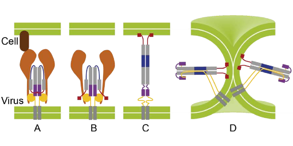 Influenza viral fusion