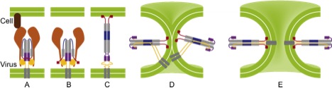 Influenza viral fusion