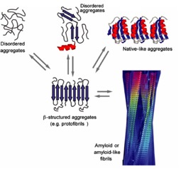 Protein aggregation in neuro-degenerative diseases