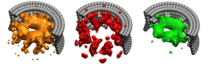 Nuclear pore complex