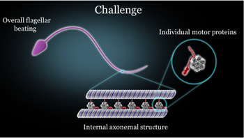 Artificial cilia and flagella 1
