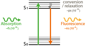 Jablonski diagram for confocal microscopy.