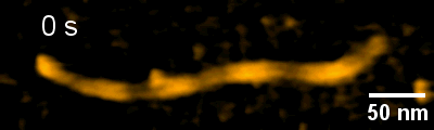 Movie showing depolymerisation of a molecular motor-based supramolecular polymer upon irradiation with UV-light. Scale bar 50 nm