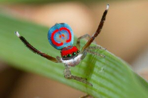 Maratus splendens (photo J. Otto)