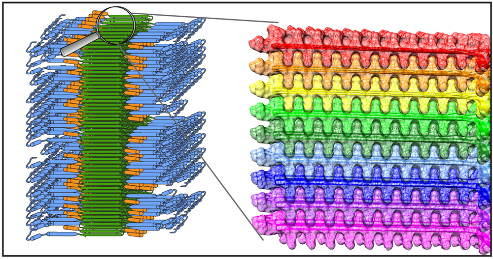 New model of mutant huntingtin exon 1 in its misfolded aggregated state.